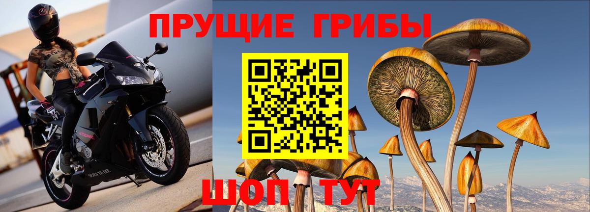 Псилоцибиновые грибы Psilocybe Менделеевск